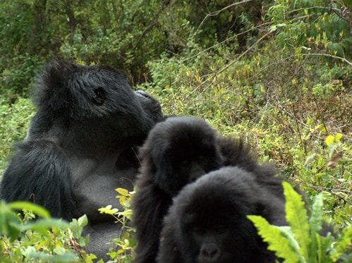 Uganda gorilla trekking safari in 2025 Uganda gorilla trekking safari in 2025
