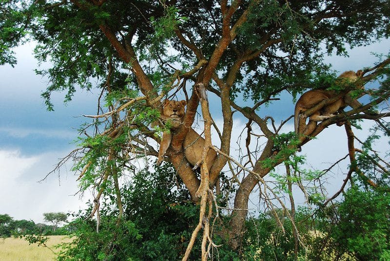 Attractions in Queen Elizabeth National Park 272