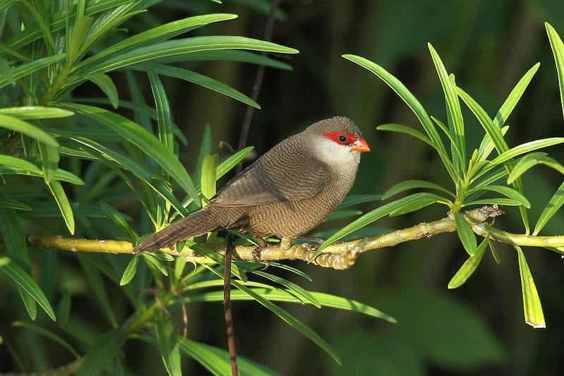 Birding in Kibale forest national park