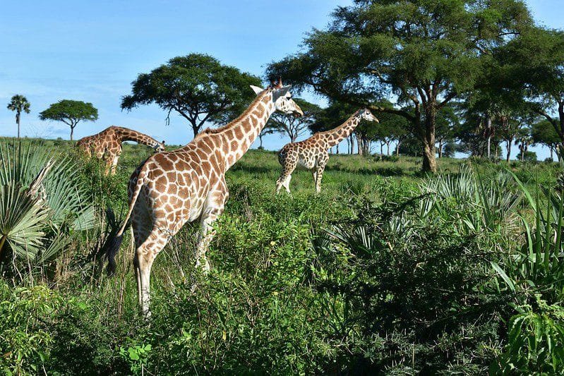 Giraffes and their habitats 278