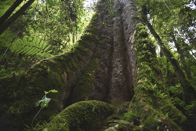 Interesting facts about Nyungwe forest national park