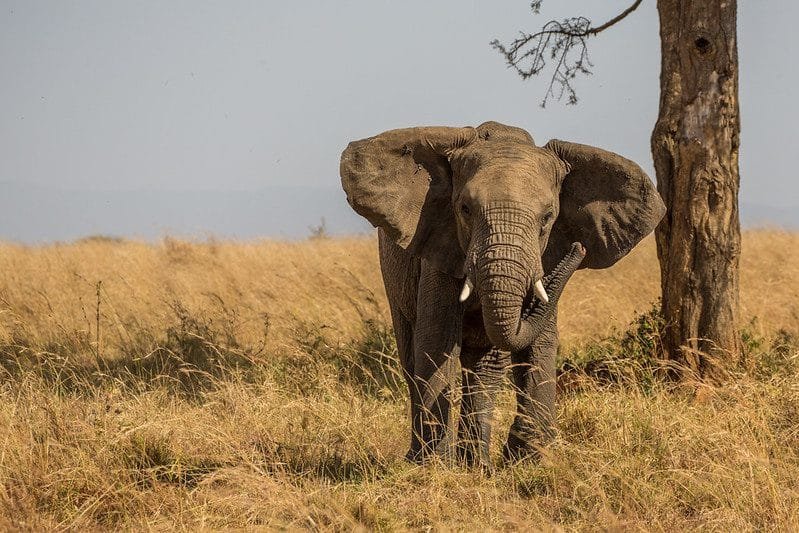 Is Uganda Good For Safari