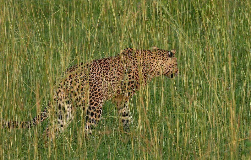 Murchison falls national park and volcanoes national park safari