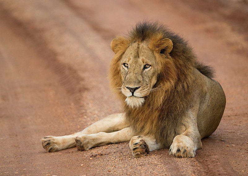 Top Things to Do on a Uganda Safari in Murchison Falls