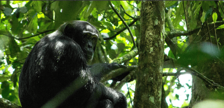 Chimpanzee Tracking in Kibale Forest Uganda: A Journey of Adventure, Resilience, and Self-Discovery