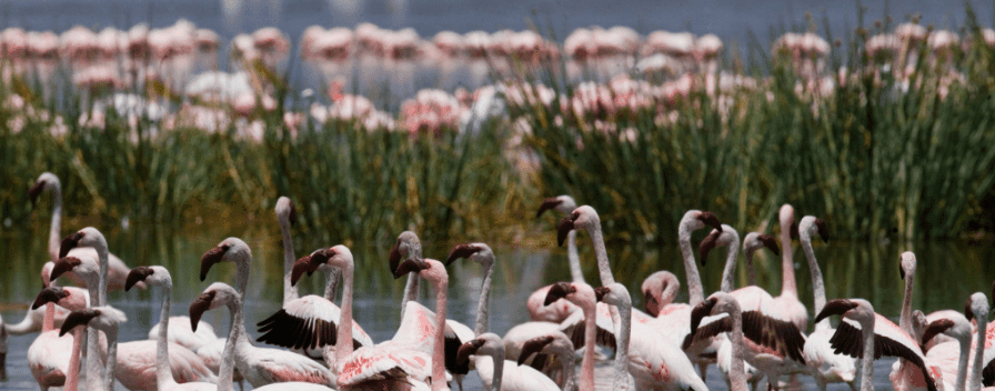 Best Time to See Flamingos in Kenya’s Lake Nakuru