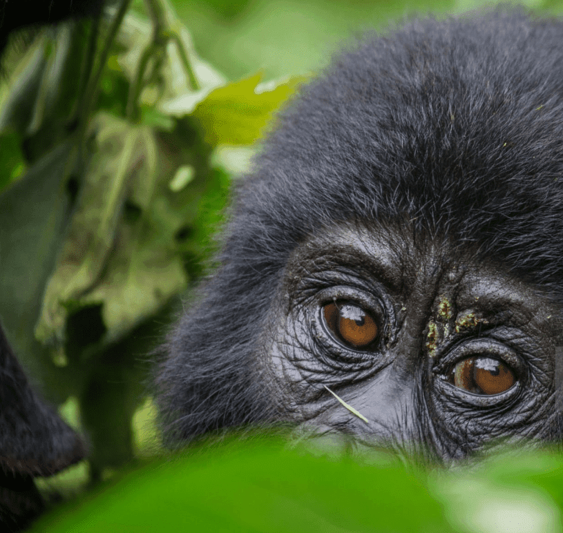 What You Need To Know Gorilla Safari Travel Requirements Tourists trekking to see mountain gorillas in Bwindi Impenetrable Forest with guides