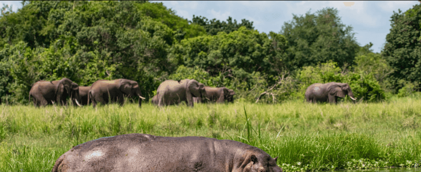 Where to See Hippos and Crocs in Uganda’s Kazinga Channel