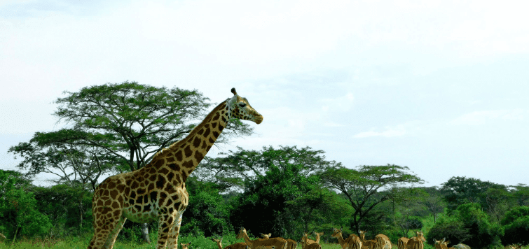 Uganda Safari Holidays – Top Attractions Uganda Safari Holidays – Top Attractions