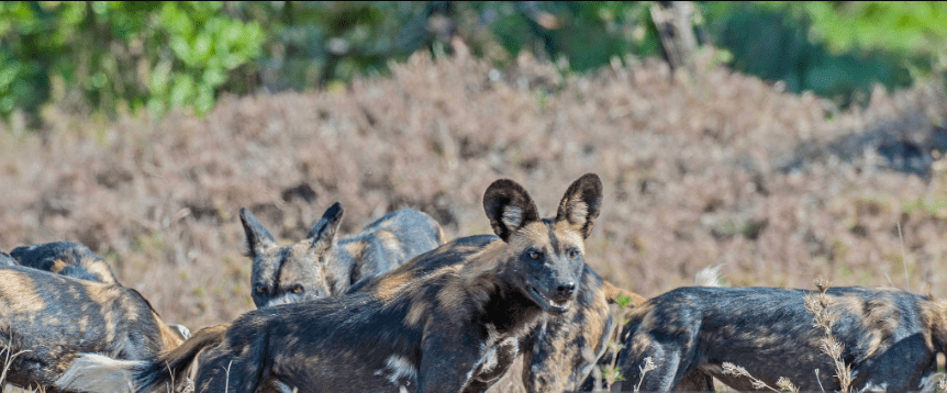 How to Spot Rare African Wild Dogs in Kenya: A Guide to Witnessing Nature’s Most Elusive Predators