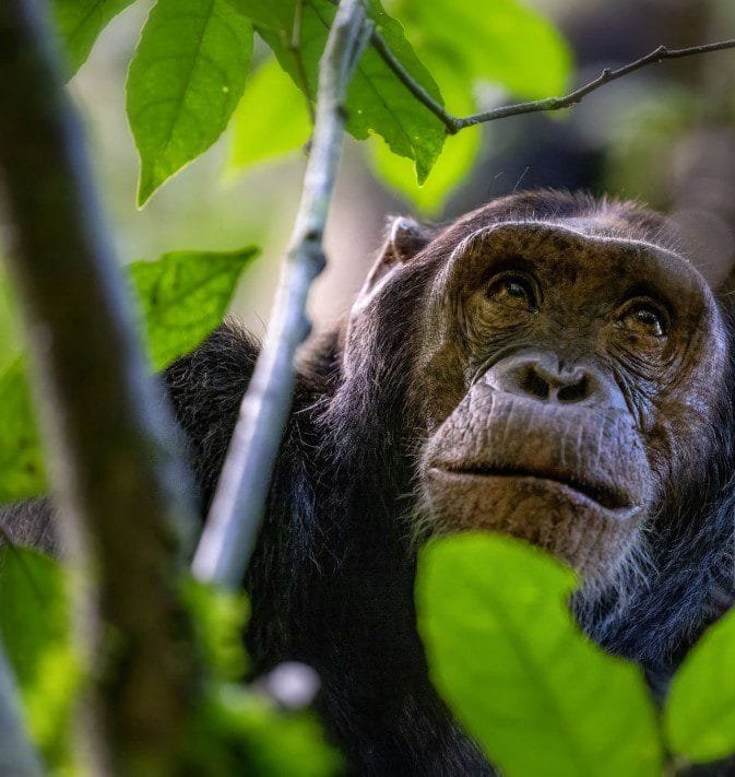 Chimpanzee in the wild, observing its natural habitat.