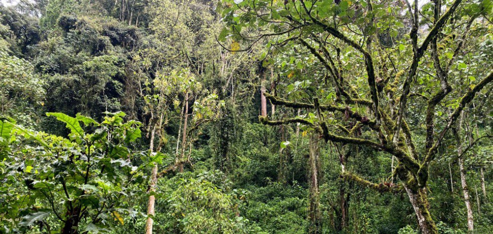 Scenic view of a national park with lush greenery, towering trees, and mountains in the background.