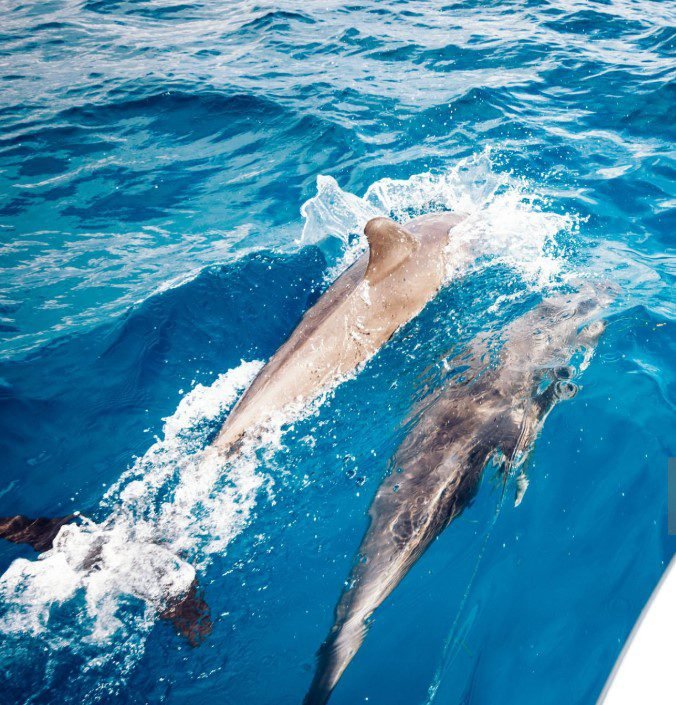 Playful dolphins swimming in the clear waters of Zanzibar.