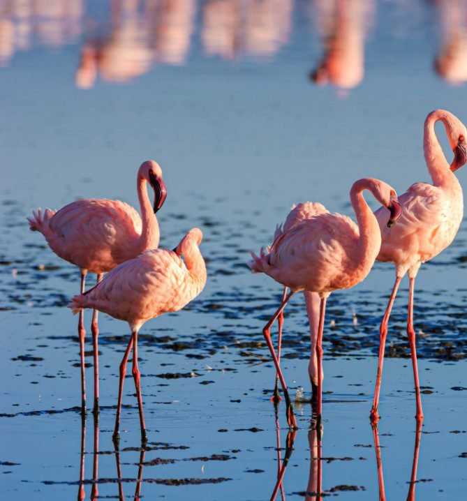 Lake Nakuru National Park showcasing flamingos and diverse wildlife in a serene natural setting.