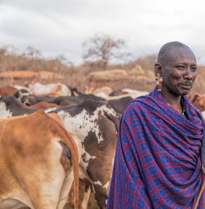 Maasai elder grazing cattle on open savannah grassland