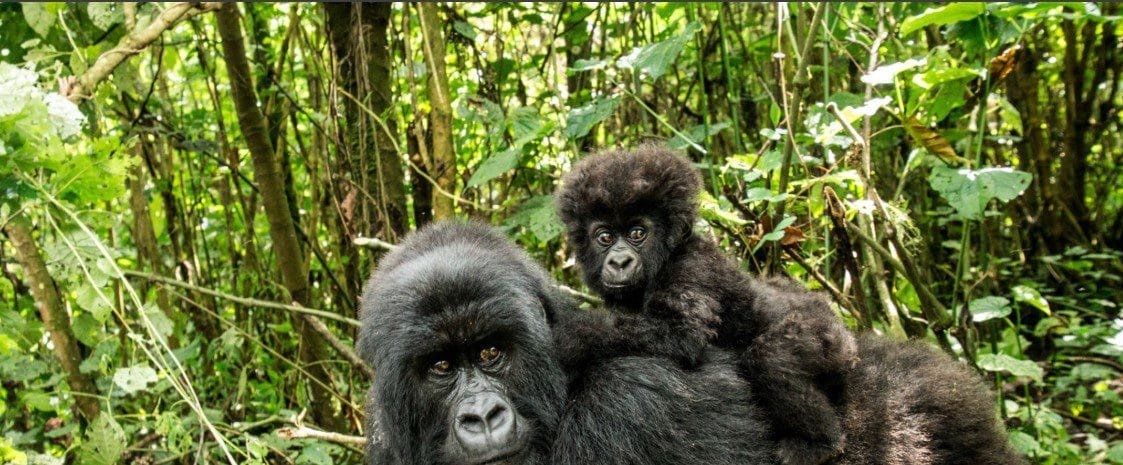 Mountain gorillas in Bwindi Impenetrable Forest and Virunga National Park
