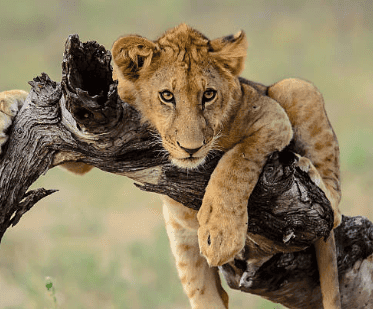 Tanzania’s Selous Game Reserve