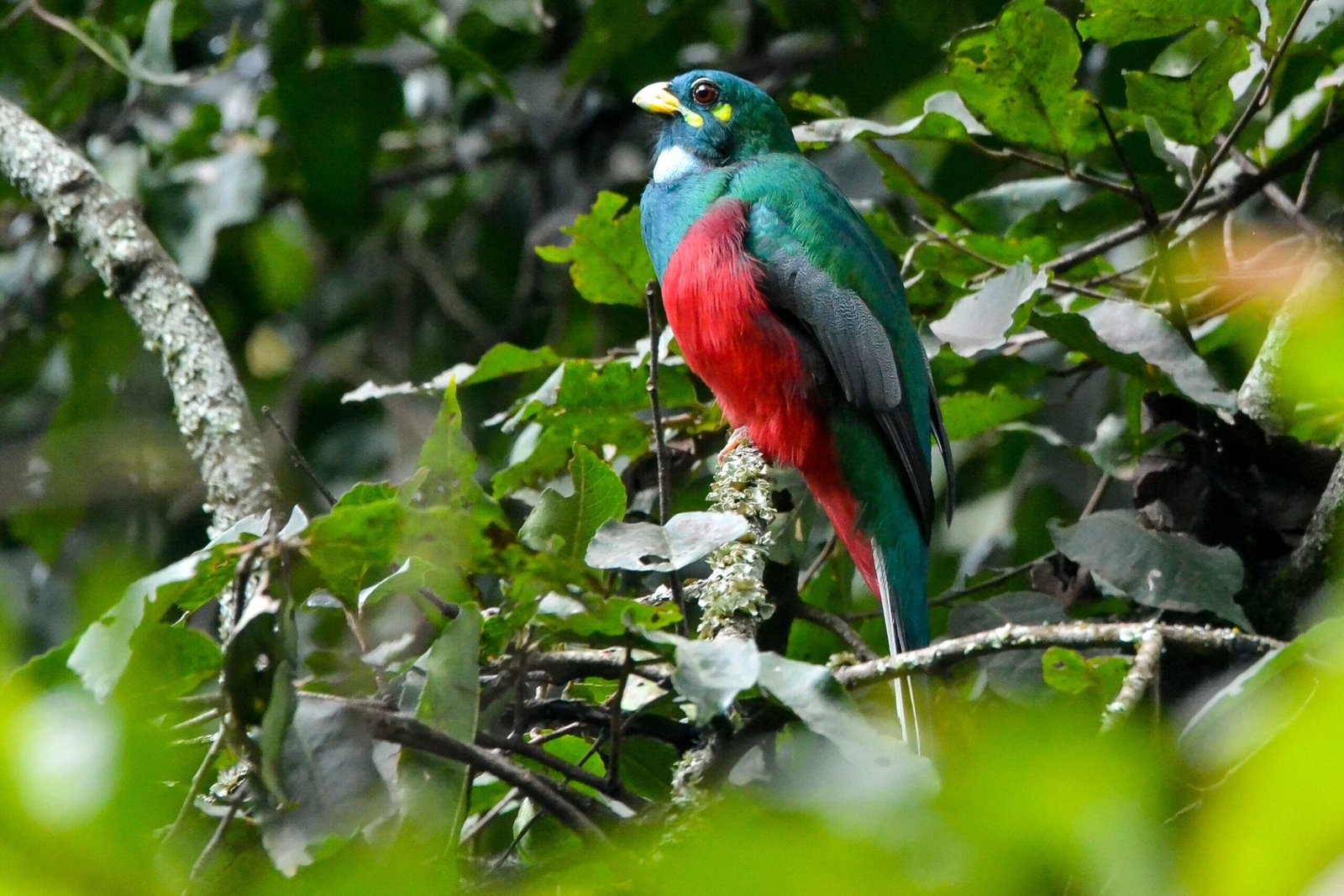 Birdwatching Group Tours in Uganda