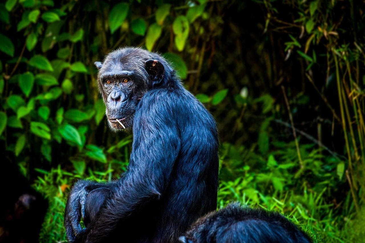 Chimpanzee in its natural habitat in Tanzania’s Gombe National Park, displaying social behavior and intelligence.