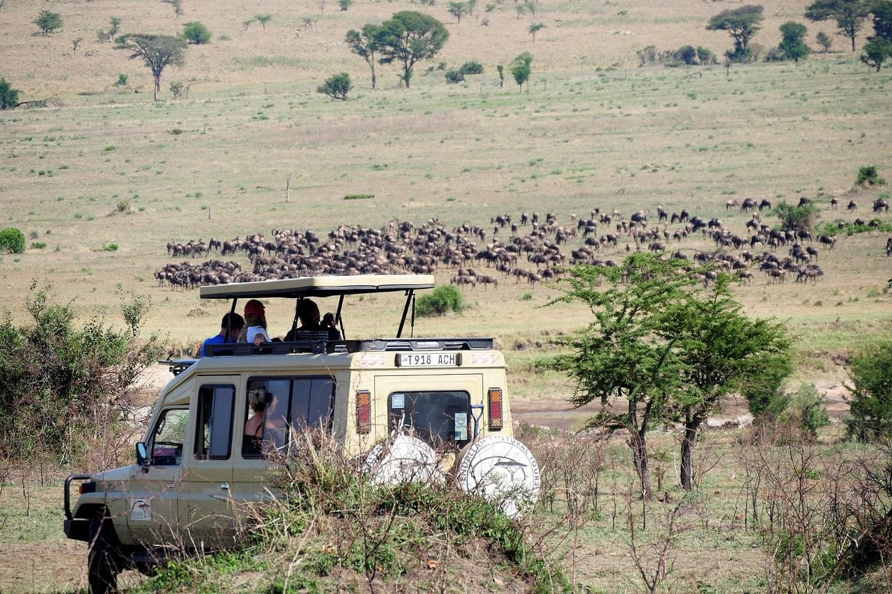 Tourist renting a 4x4 vehicle in Tanzania for a self-drive safari adventure through the savannah.