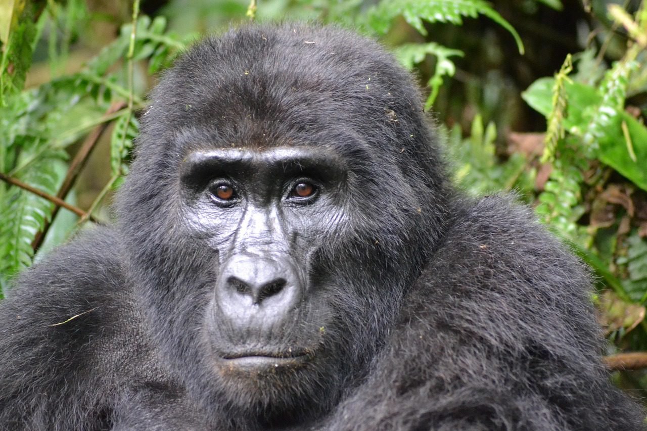 Mountain gorilla in Bwindi Forest sitting peacefully among lush green foliage.