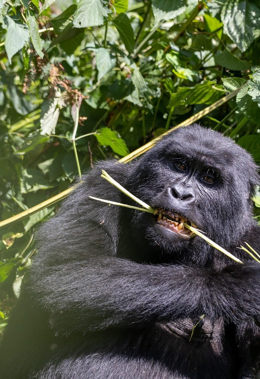 A mountain gorilla family in Bwindi Impenetrable Forest, Uganda, interacting peacefully in their natural habitat.