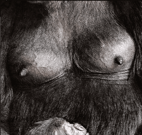 Kenya Gorilla Trekking Best Hiking Gear: A Journey of Resilience and Adventure