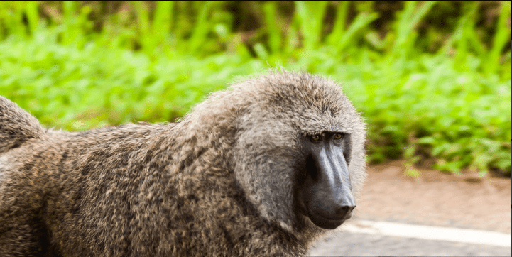 How to Get from Kampala to Bwindi for Gorilla Trekking: A Journey of Adventure and Inspiration