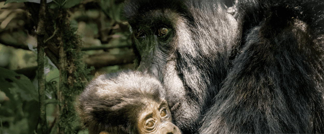 Kenya Gorilla Trekking Expert Tips: An Inspirational Journey into the Wild