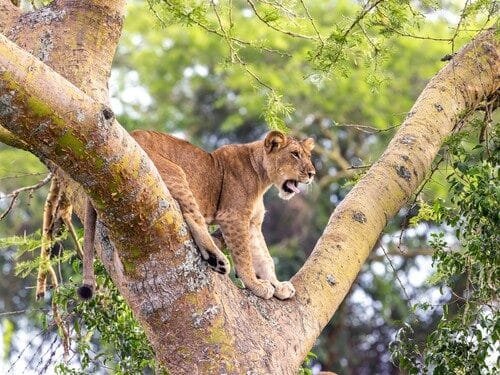 Explore Queen Elizabeth & Kibale