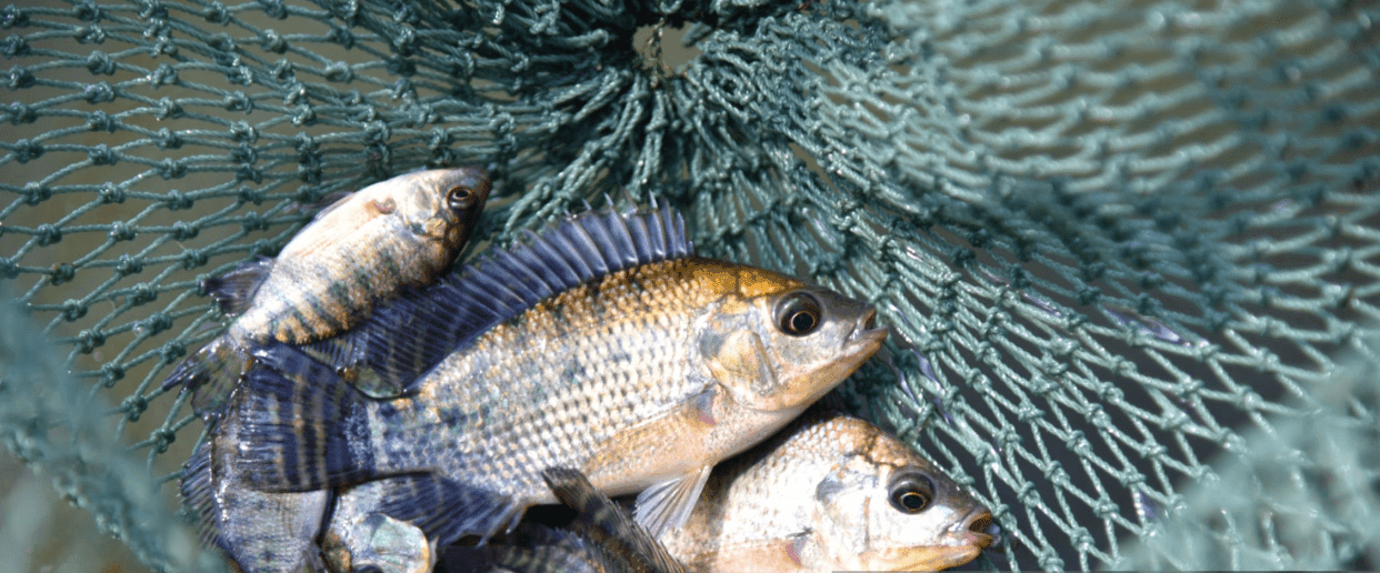 How to Catch Tilapia in Tanzania’s Rivers: A Guide to Success and Patience