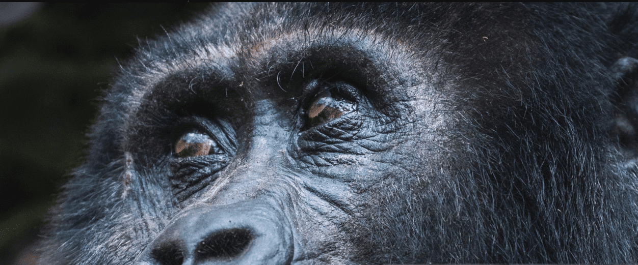 Gorilla Trekking Difficulty Level: An Inspirational Journey Through Challenge and Triumph