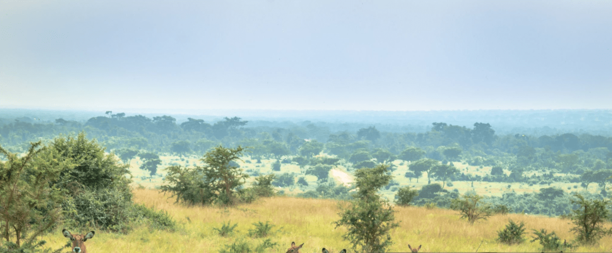Uganda Photography Safaris – Best Spots for Capturing the Pearl of Africa