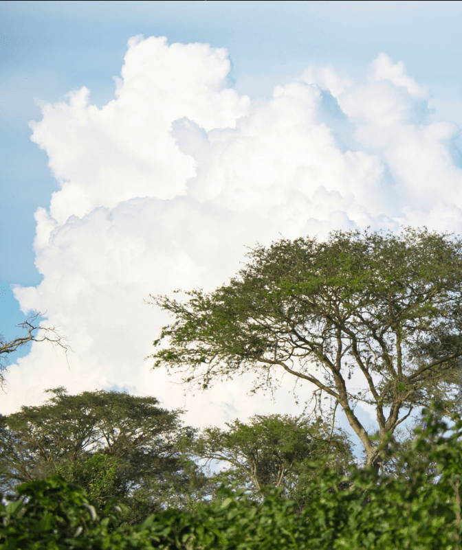 Uganda Safari Weather Guide – Best Months