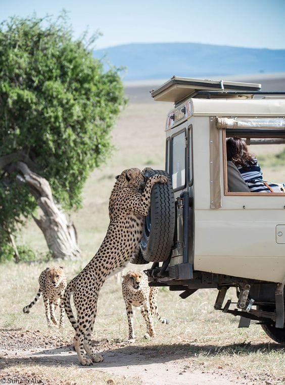 Christmas Group Travel Package. Best Wildlife Group Tours