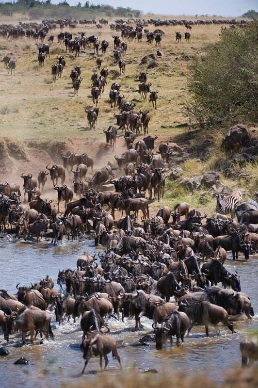 Best Group Tour Packages - Serengeti Wildebeest Migration