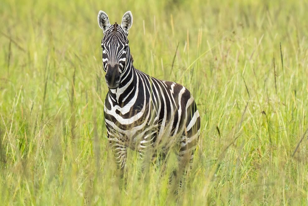 zebra-kidepo-valley-national-park