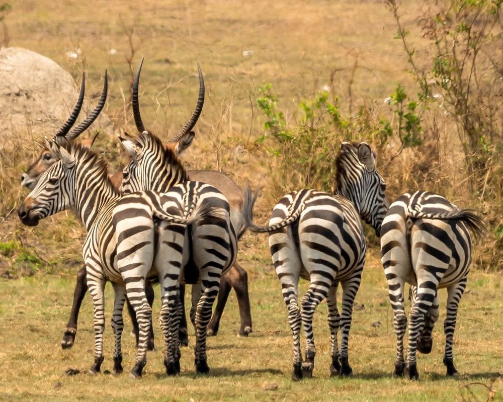 Lake Mburo National Park Uganda Lake Mburo National Park Uganda 6