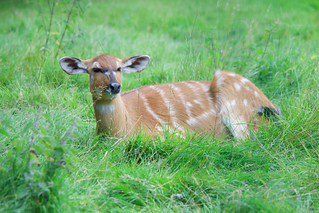 Rusizi National Park-Burundi sitatunga-antelope-rusizi-national-park