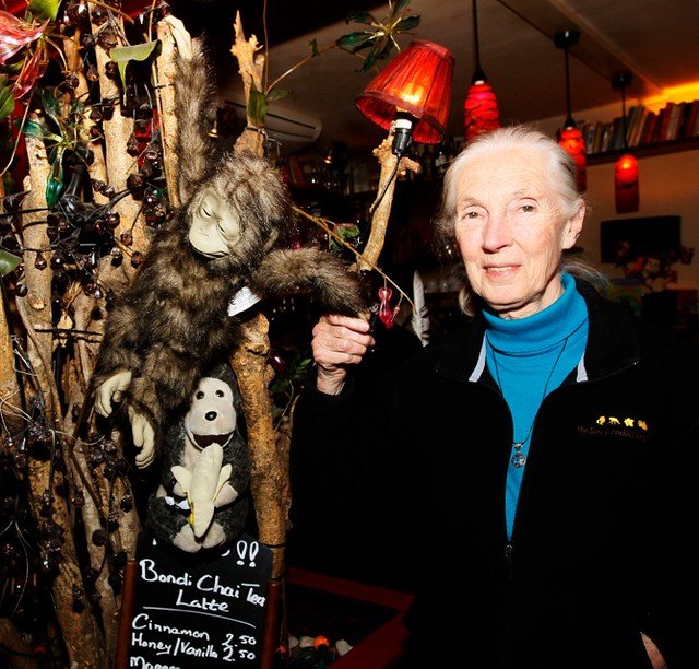 Dr Jane Goodall History Of Gombe National Park Tanzania