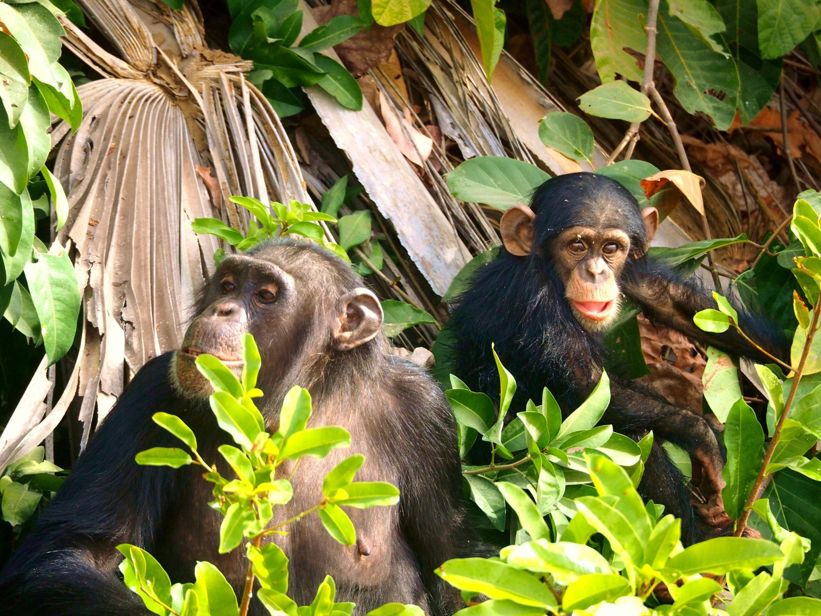Gombe National Park History Chimpanzees